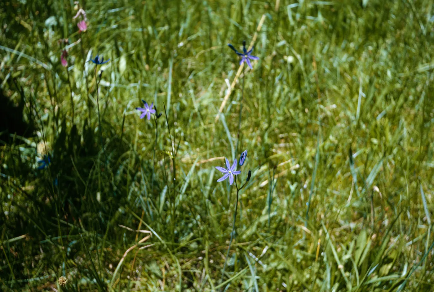 Camassia leichtlinii suksdorfii