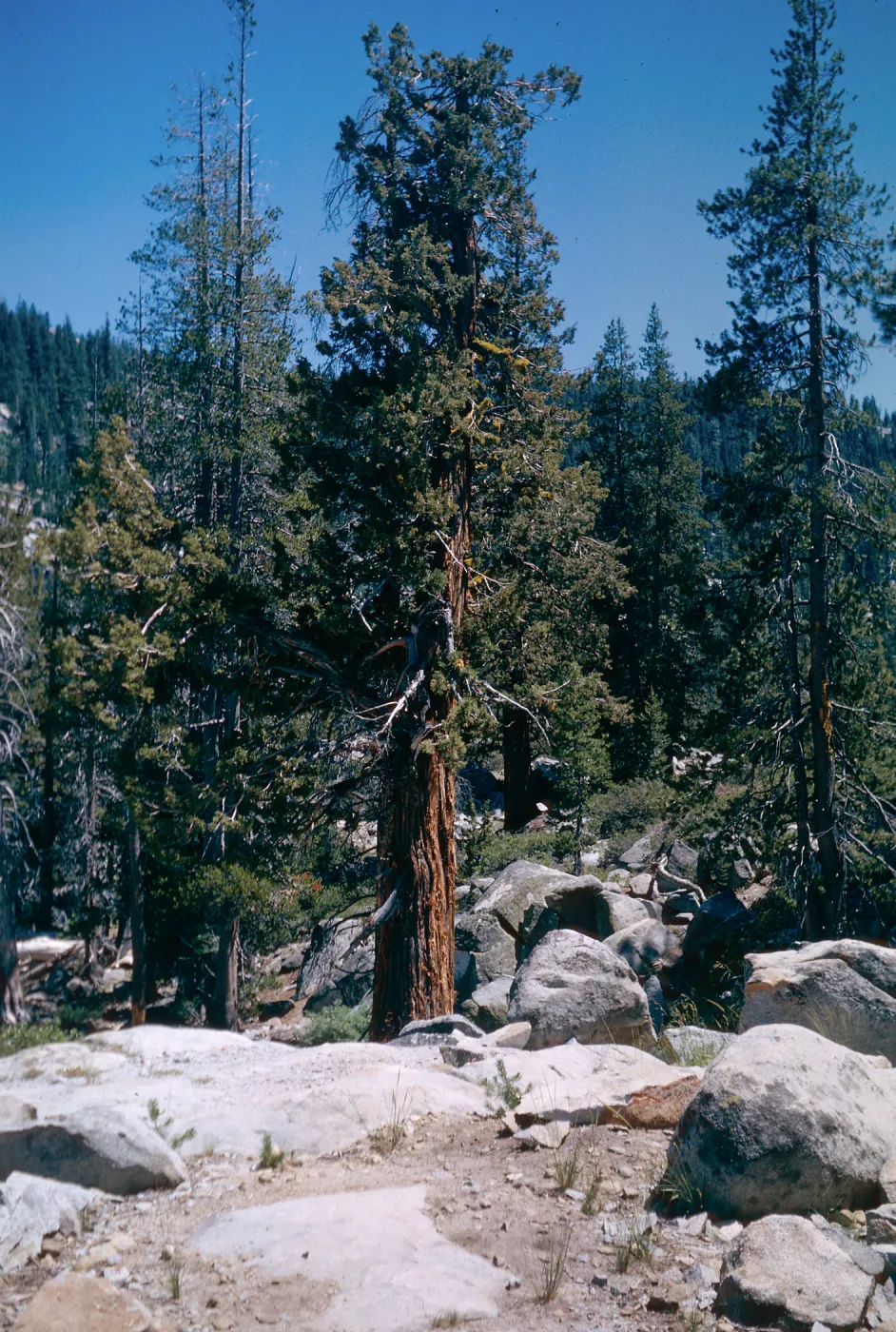 Juniperus occidentalis