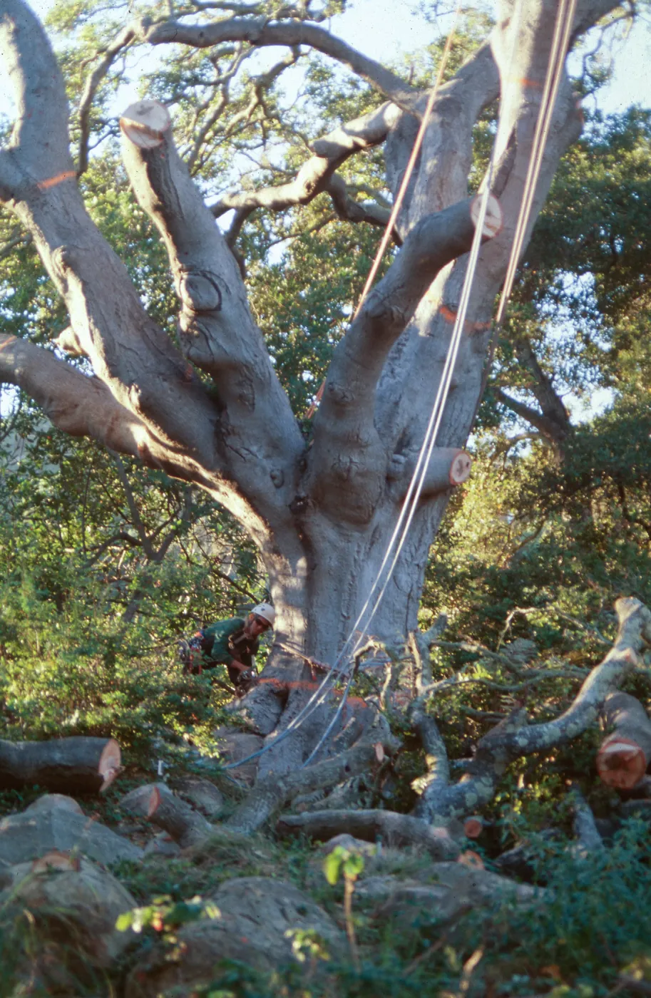 Oak tree removal