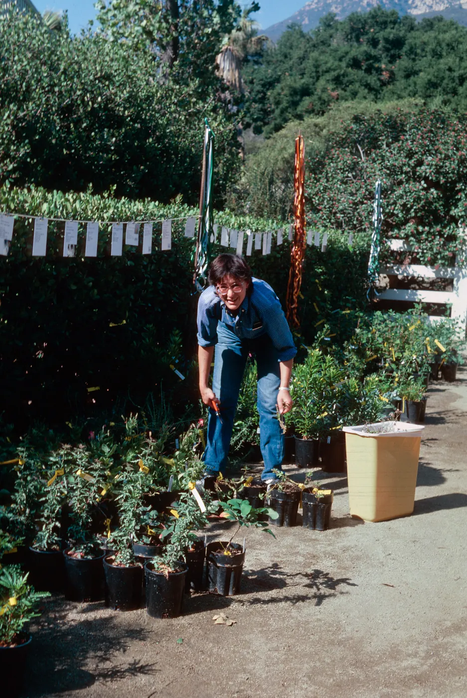Fall plant sale, Carol Bornstein
