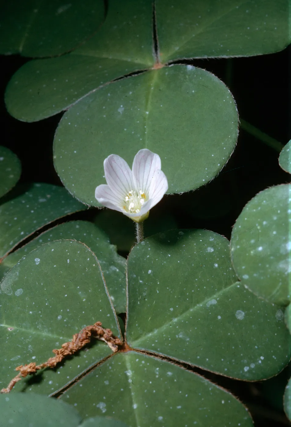 Oxalis oregana, Oxalidacea, Redwood Sorrel, Santa Barbara Botanic Garden