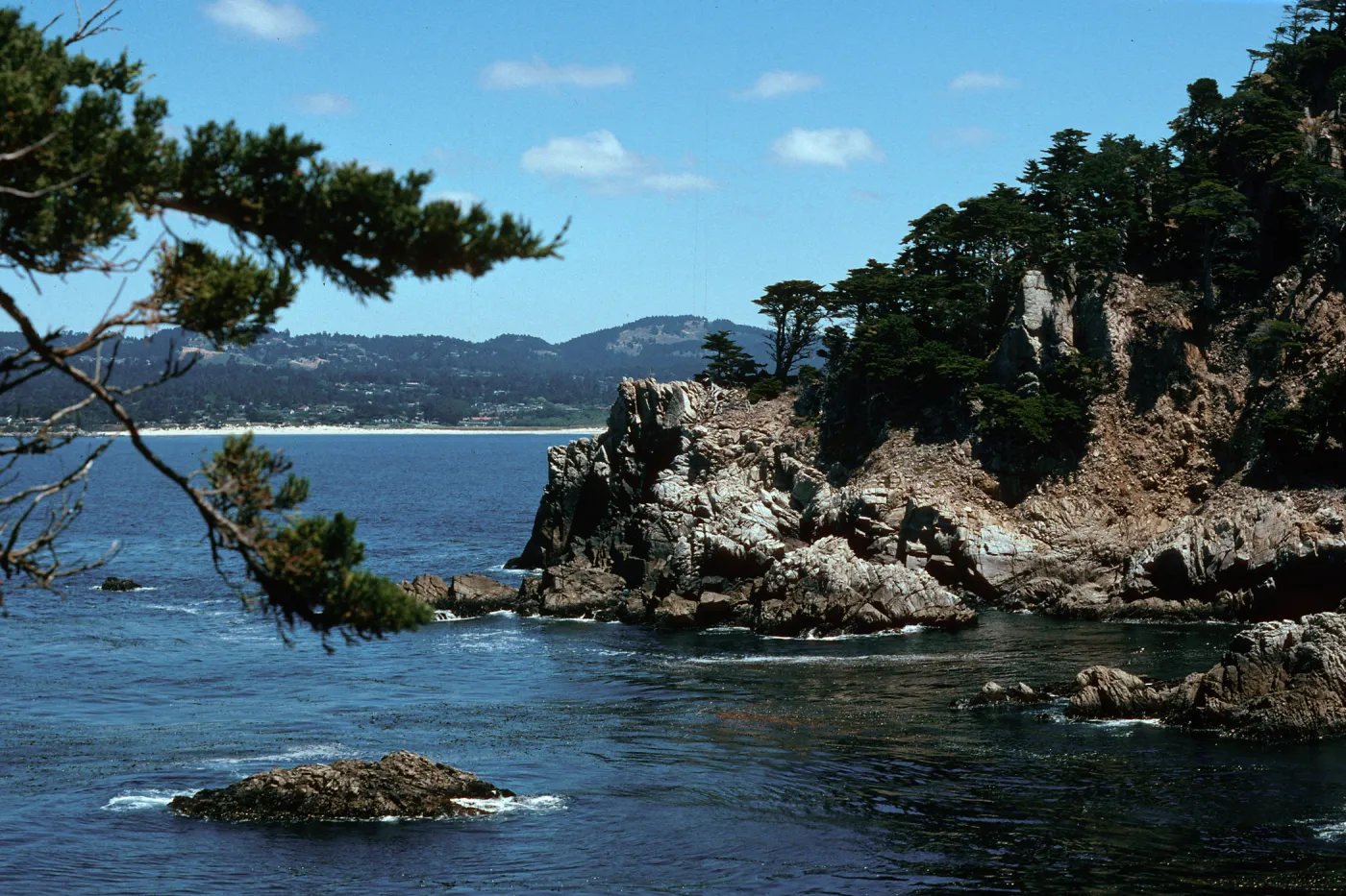 Monterey Cypress, Pt. Lobos