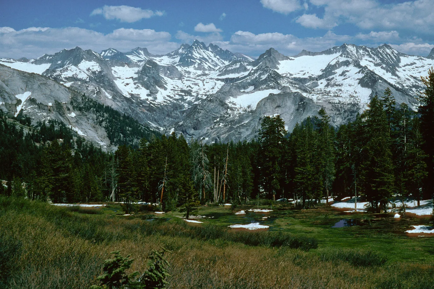 Sequoia