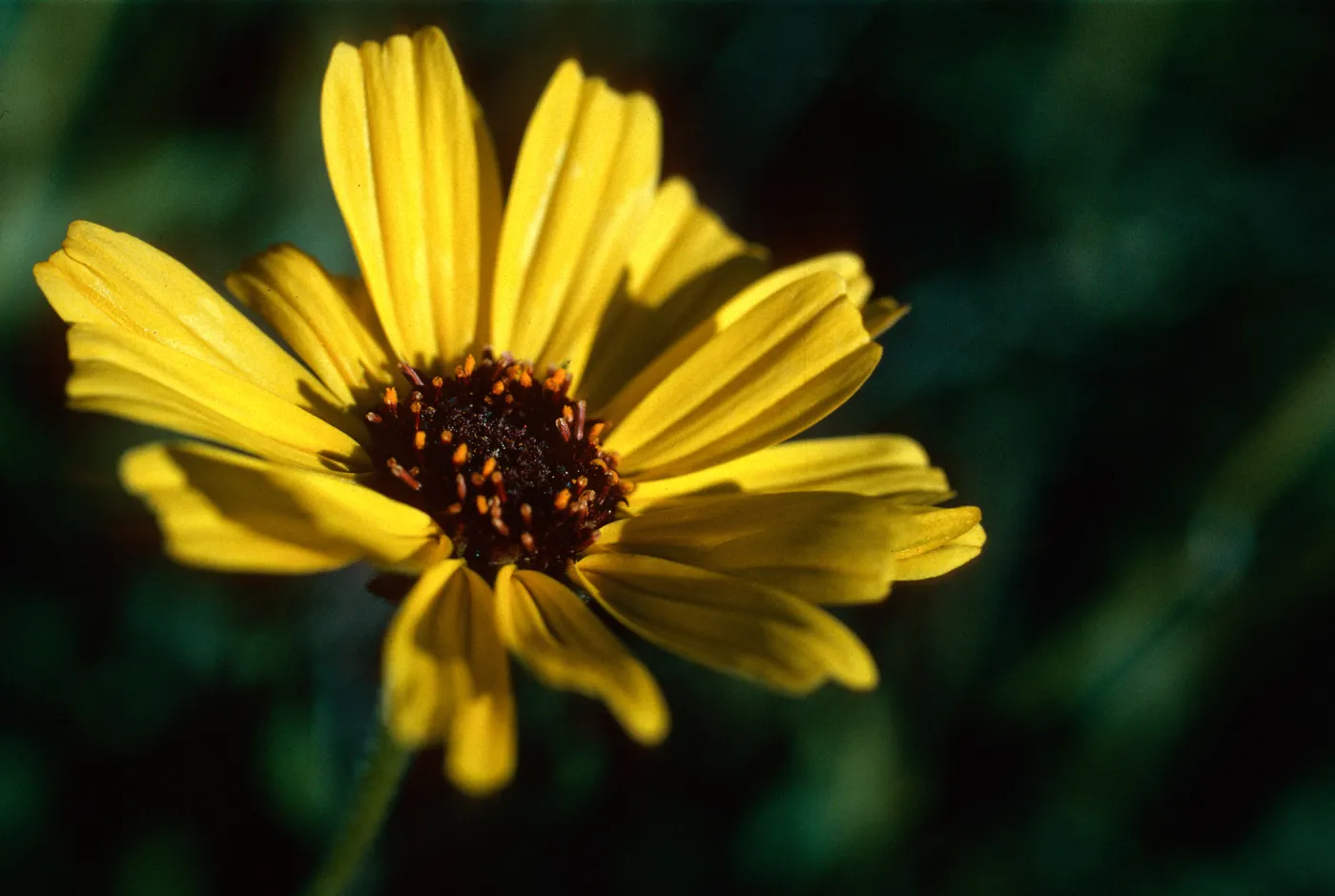 Encelia californica