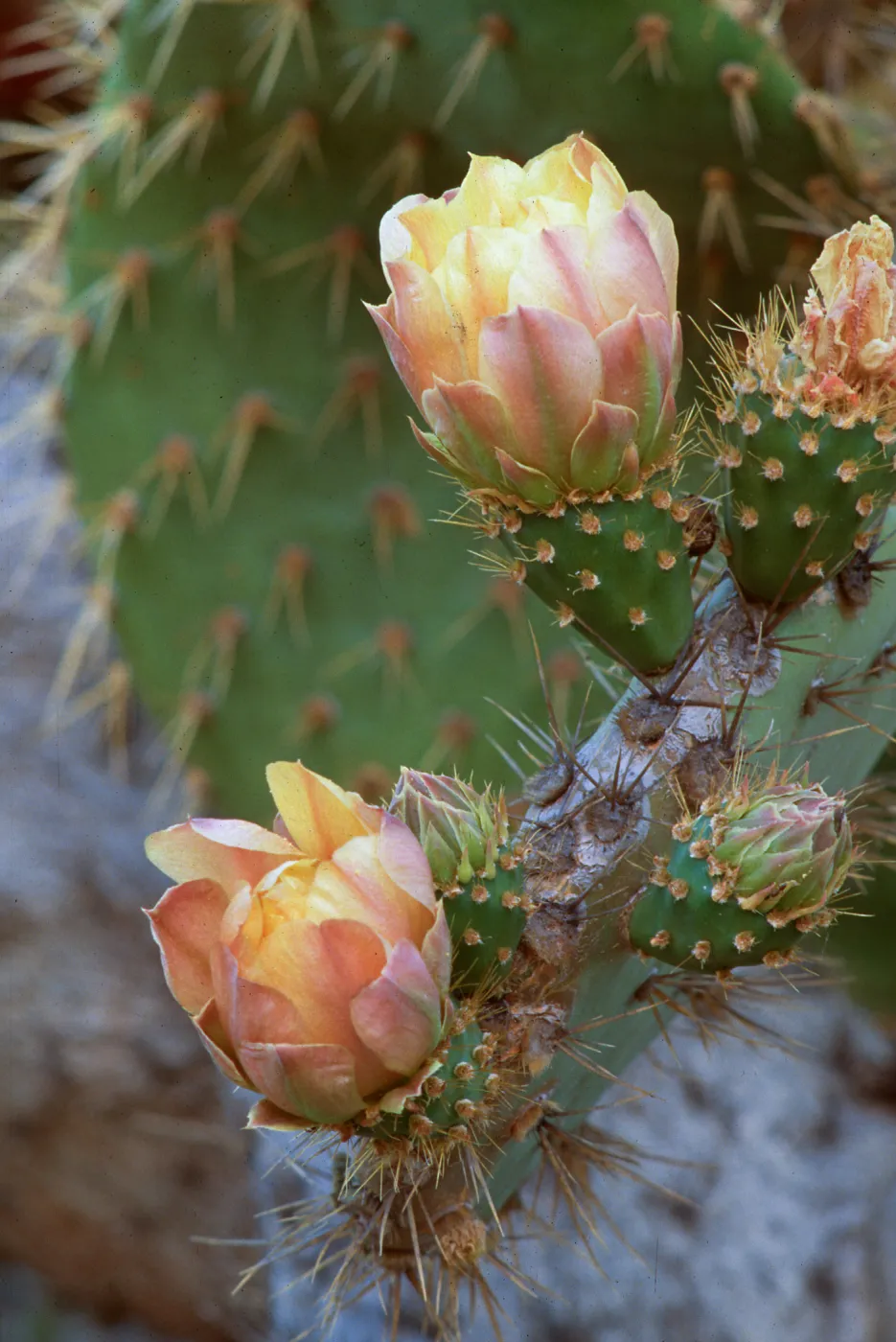 Opuntia (Prickly-pear) species