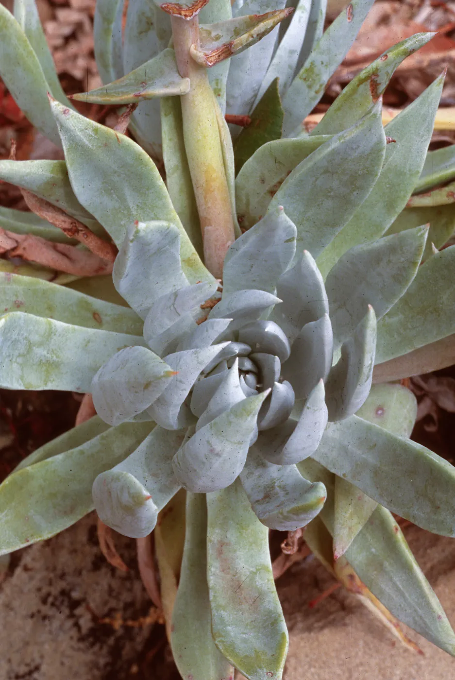 Dudleya (liveforevers) species