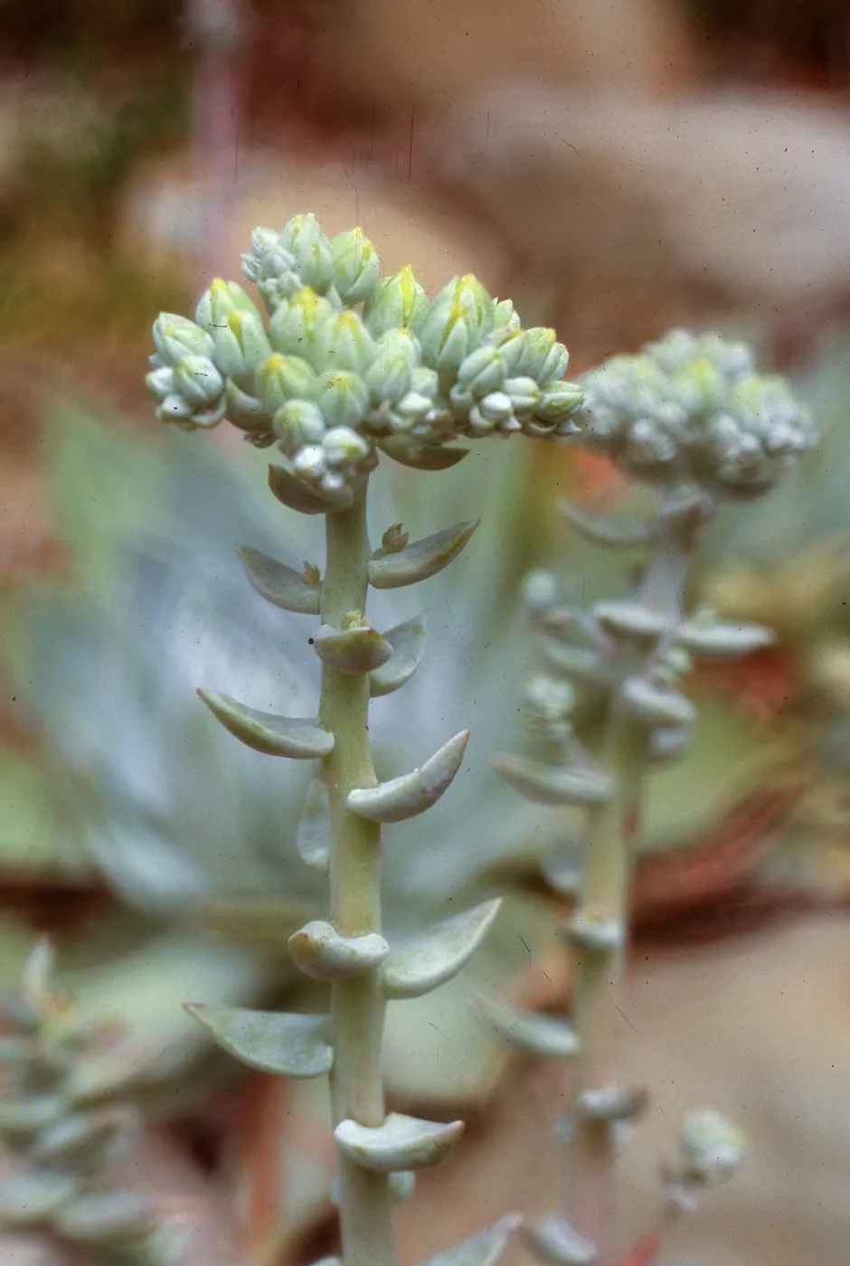 Dudleya (liveforevers) species