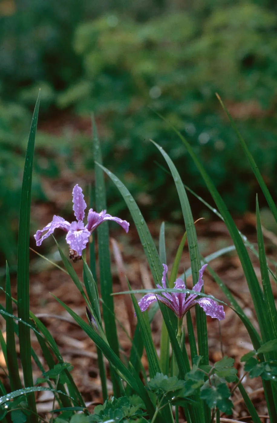 Native California Iris