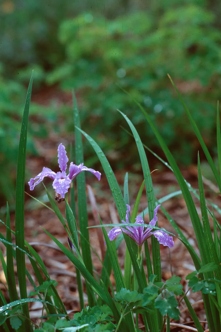 Native California Iris