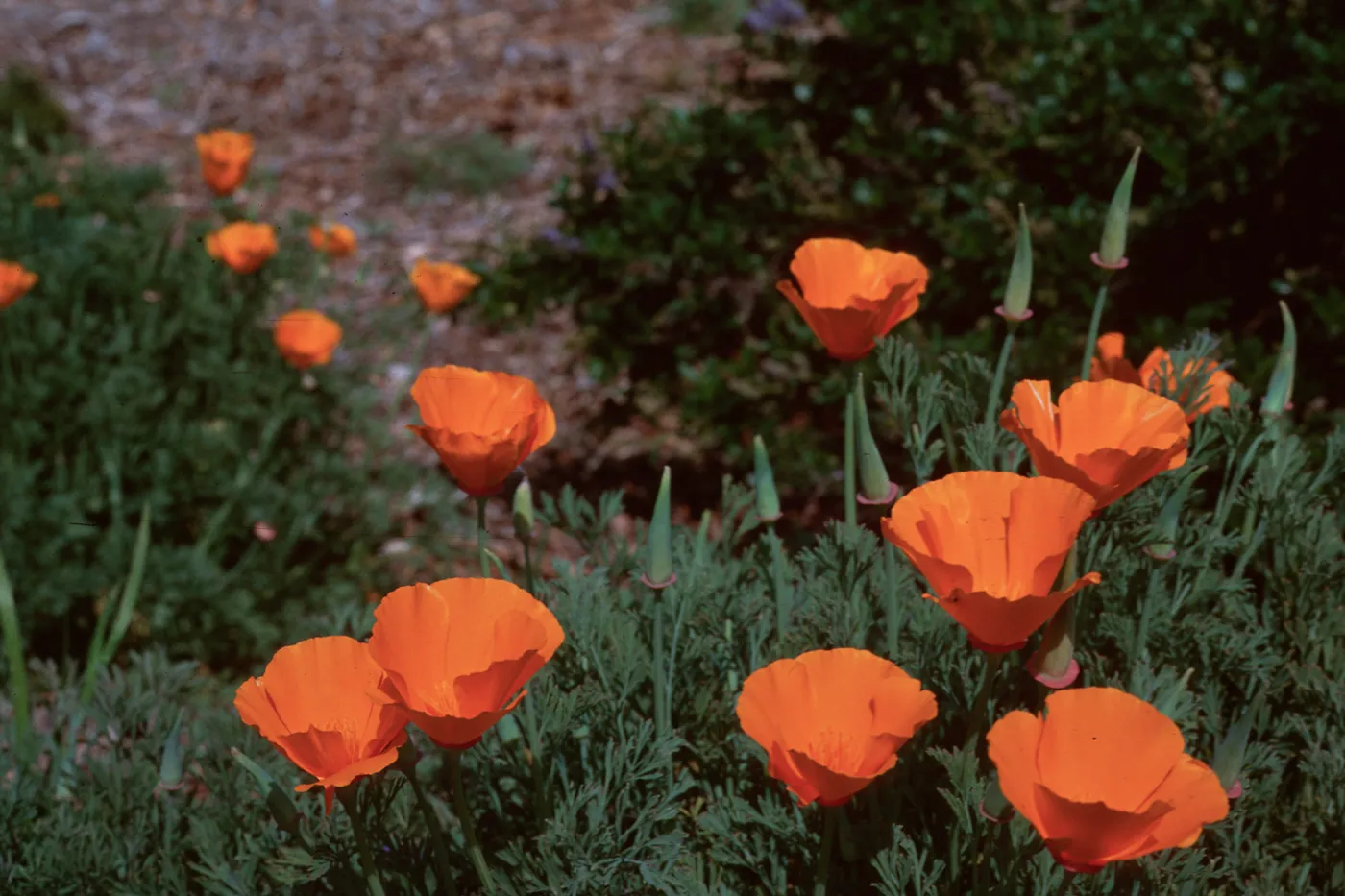 Poppy