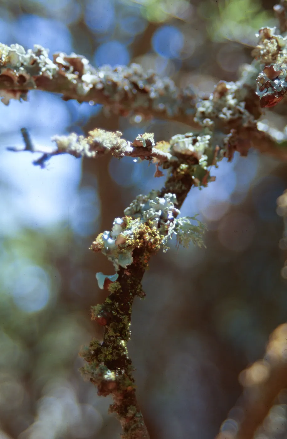 Lichen