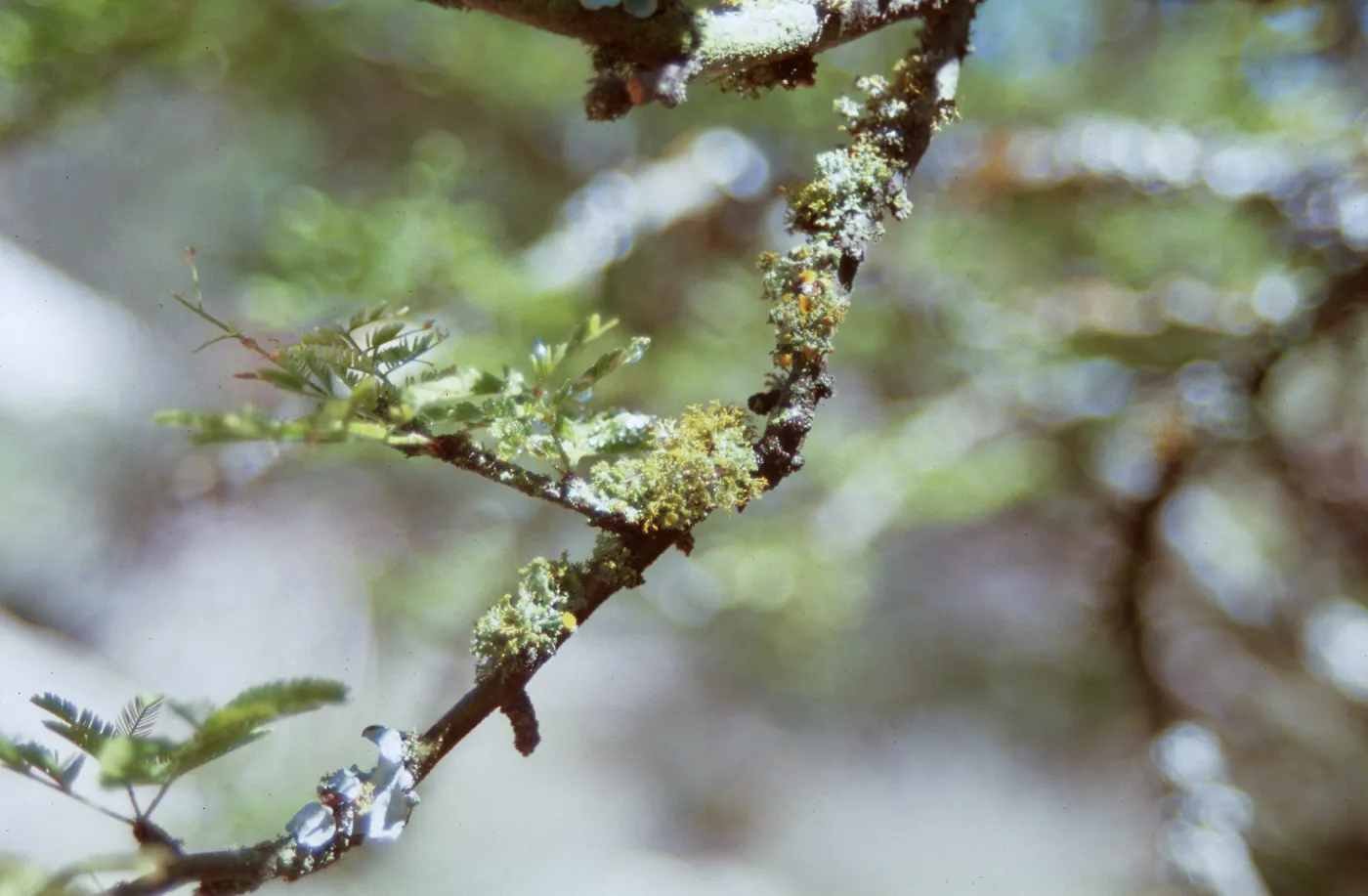 Lichen