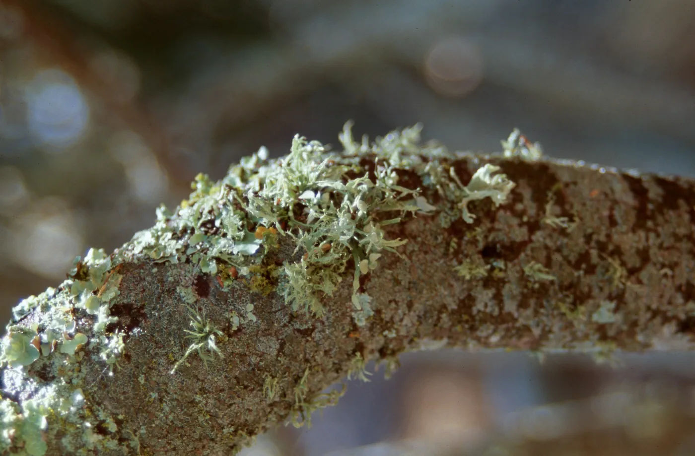 Lichen