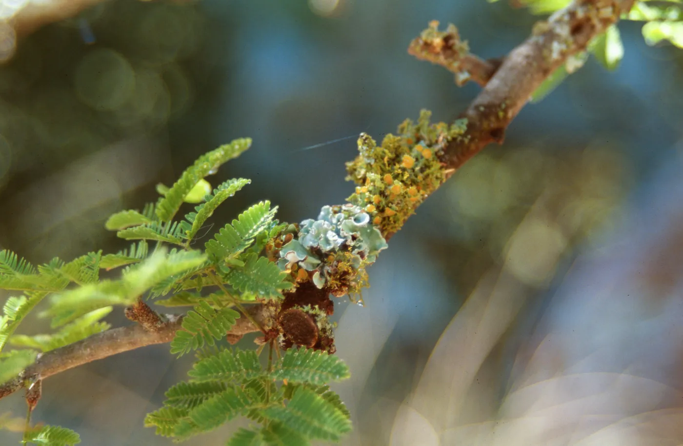 Lichen