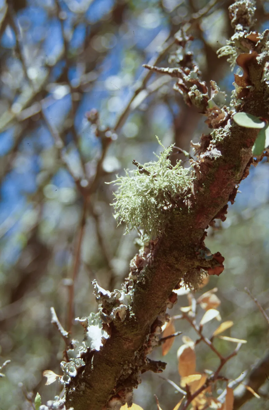 Lichen