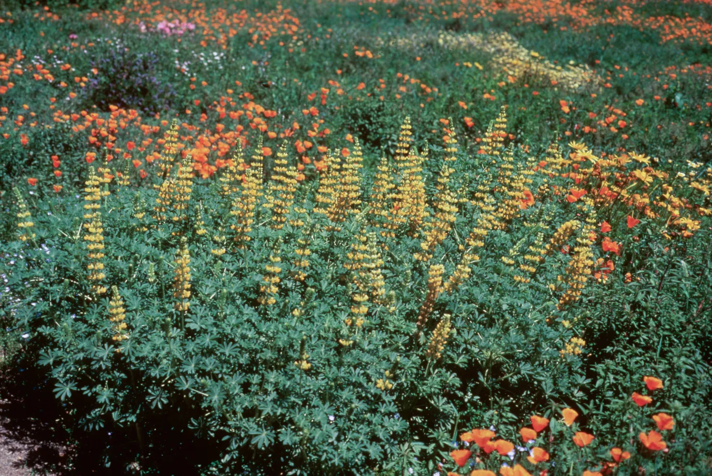 Meadow, SBBG (Lupine) (California Poppy)