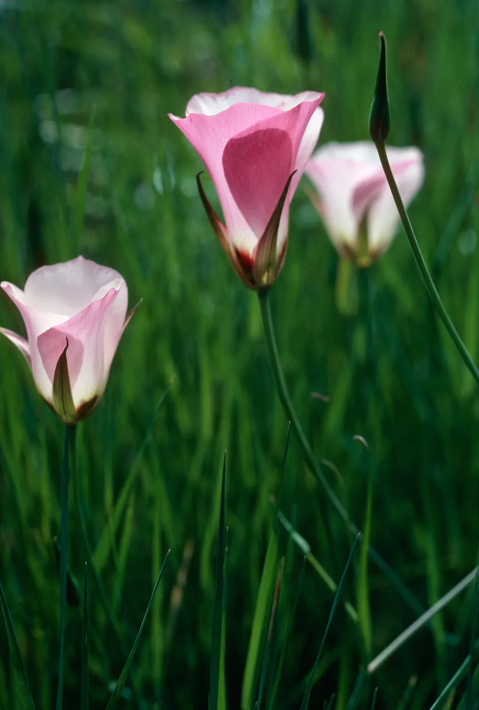 Calochortus