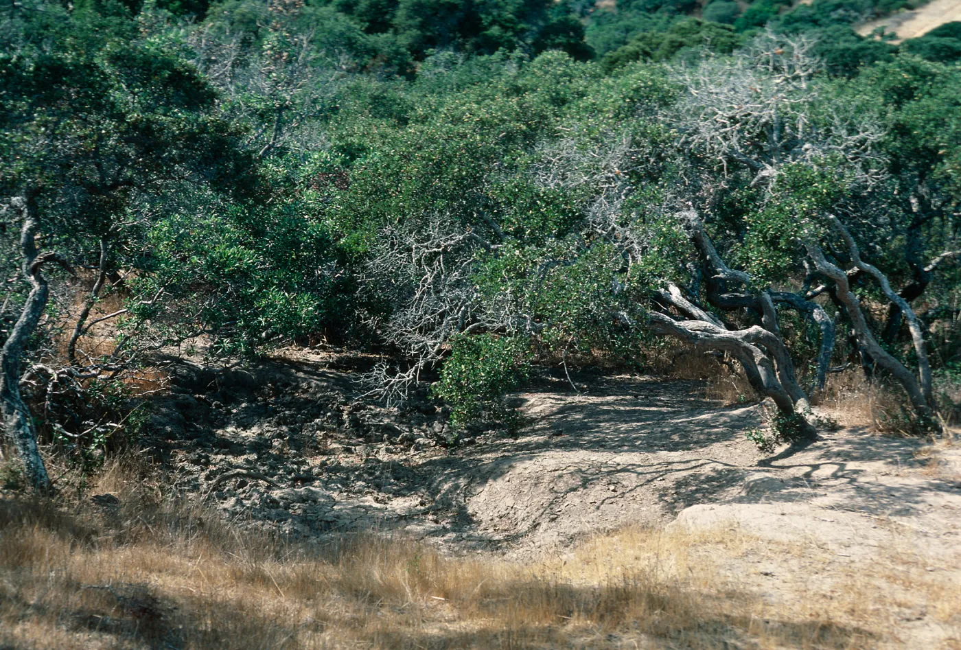 Arctostaphylos insularis, Santa Cruz Island
