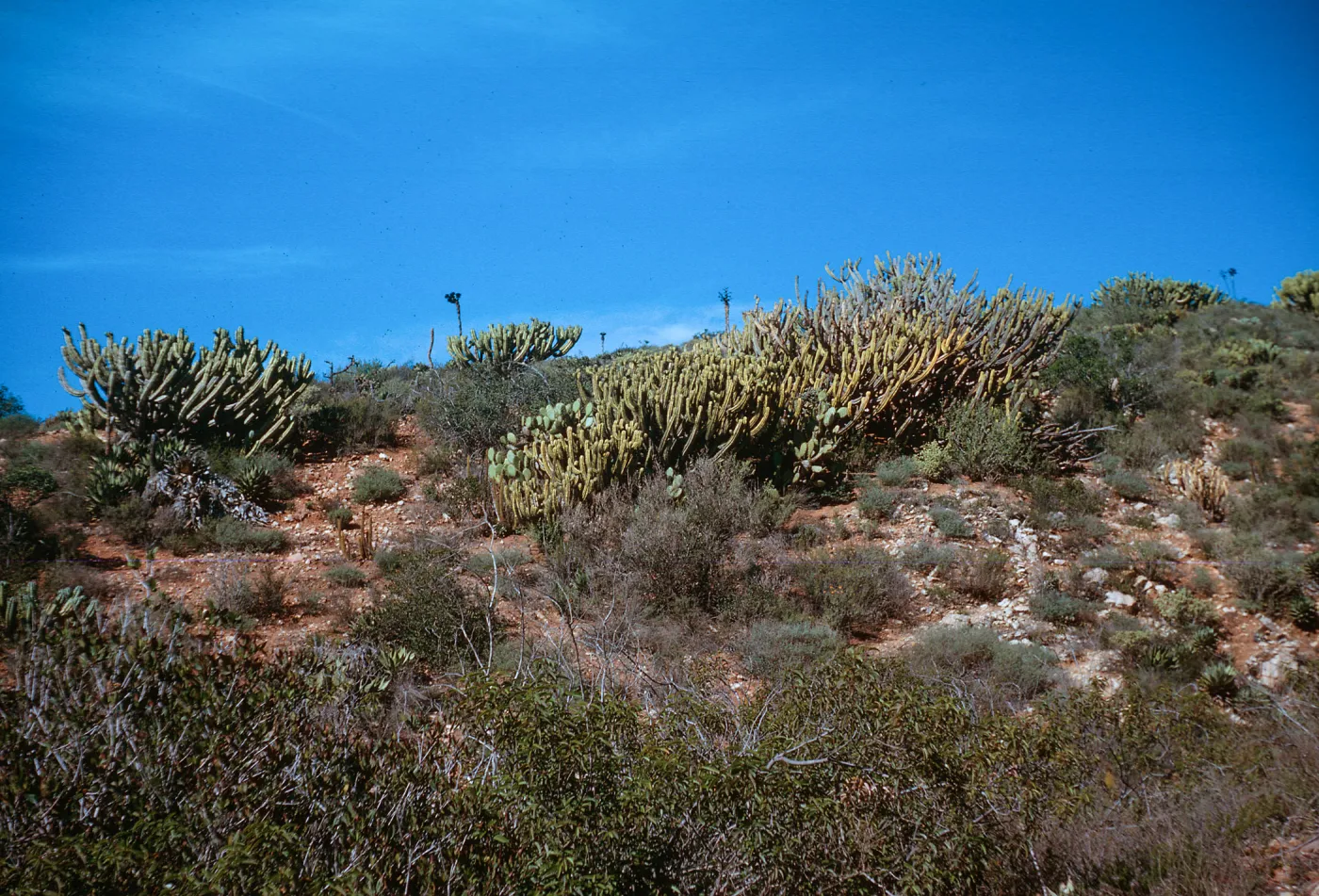 Myrtillocactus cochal, at Arroyo San Antonio, Baja California, Mexico