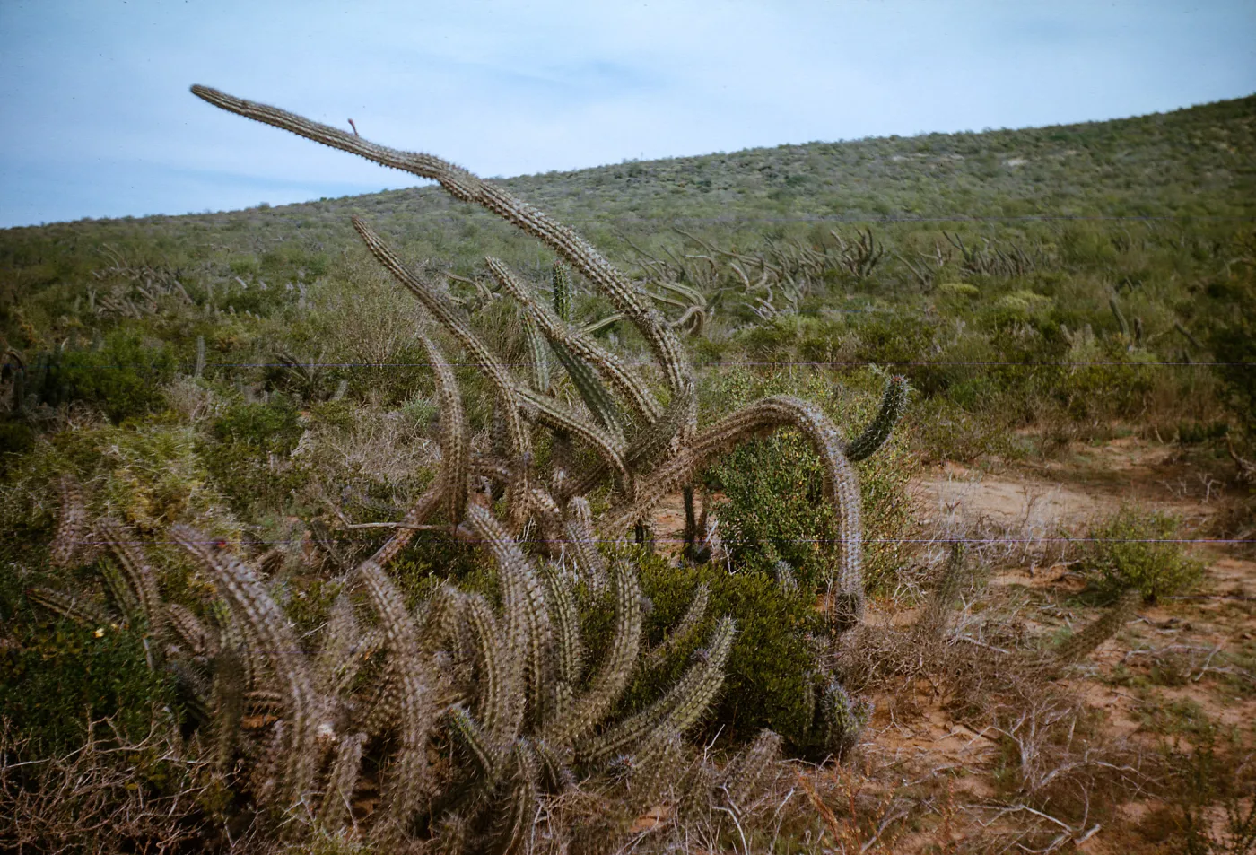 Myrtillocactus cochal, N of Rio San Telmo, Baja California, Mexico