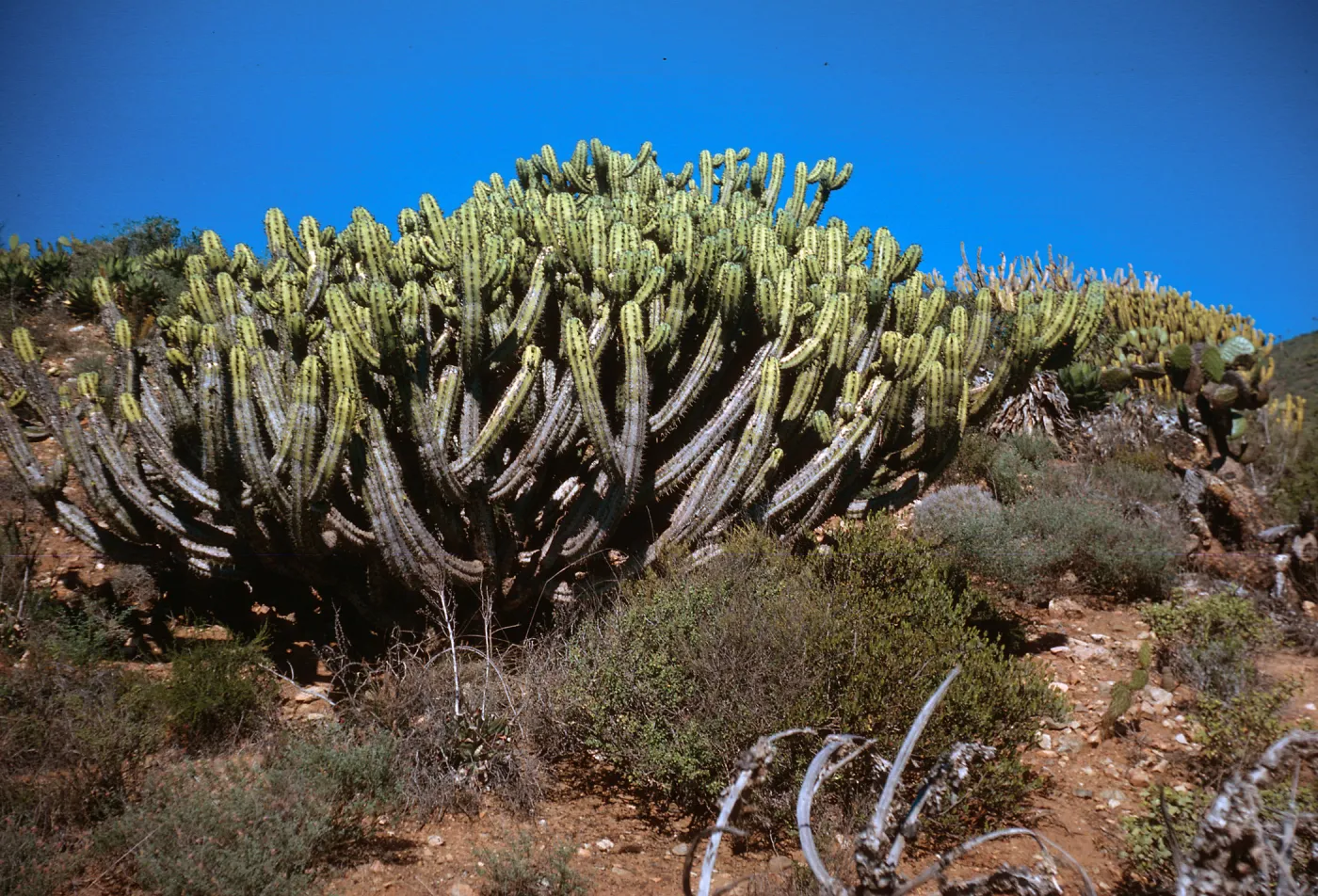 Myrtillocactus clochal, at Arroyo San Antonio, Baja Calif., Mexico