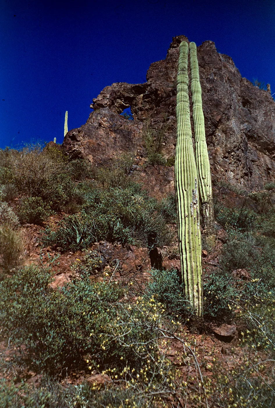 Saguaro cactii, Peralta Trail, Superstition Mountain