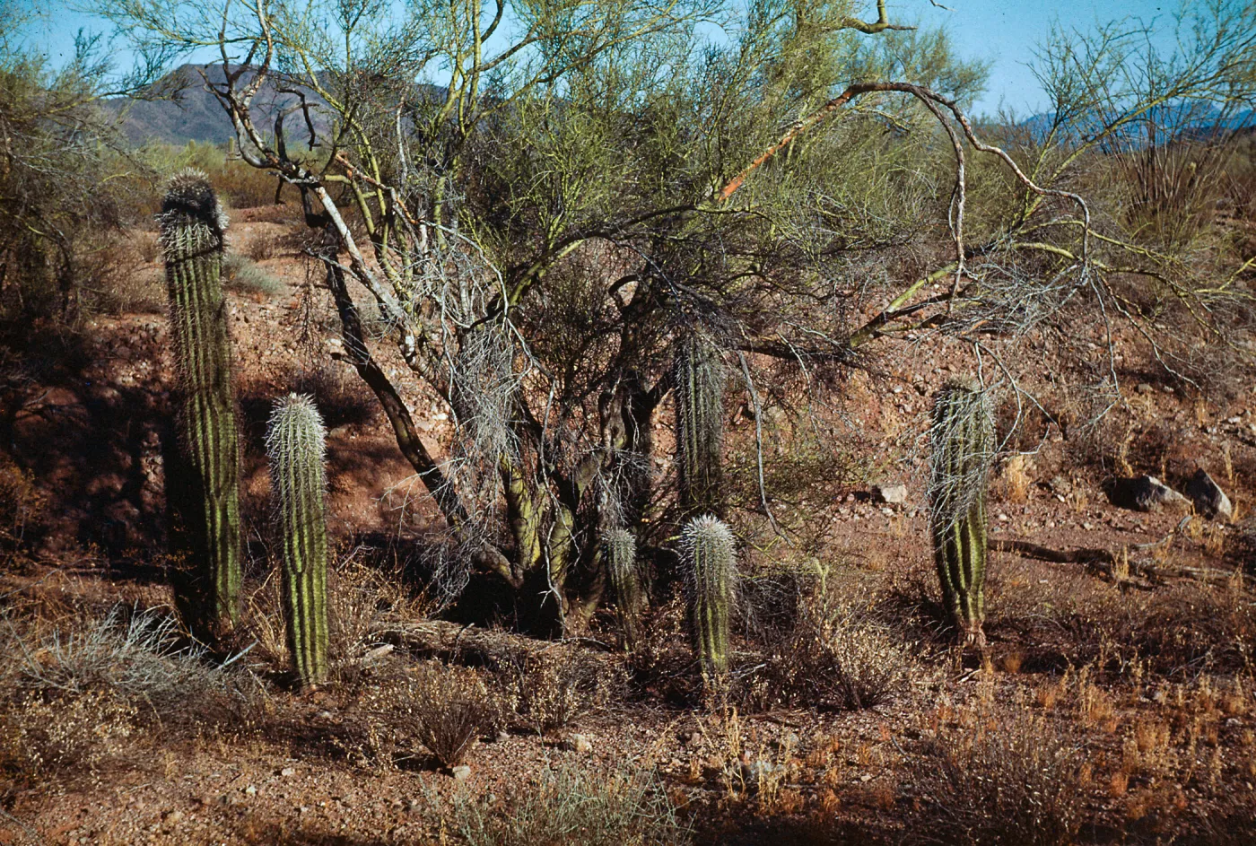 Saguaro Cacti, Peralta Trail, Superstition Mountains, Arizona
