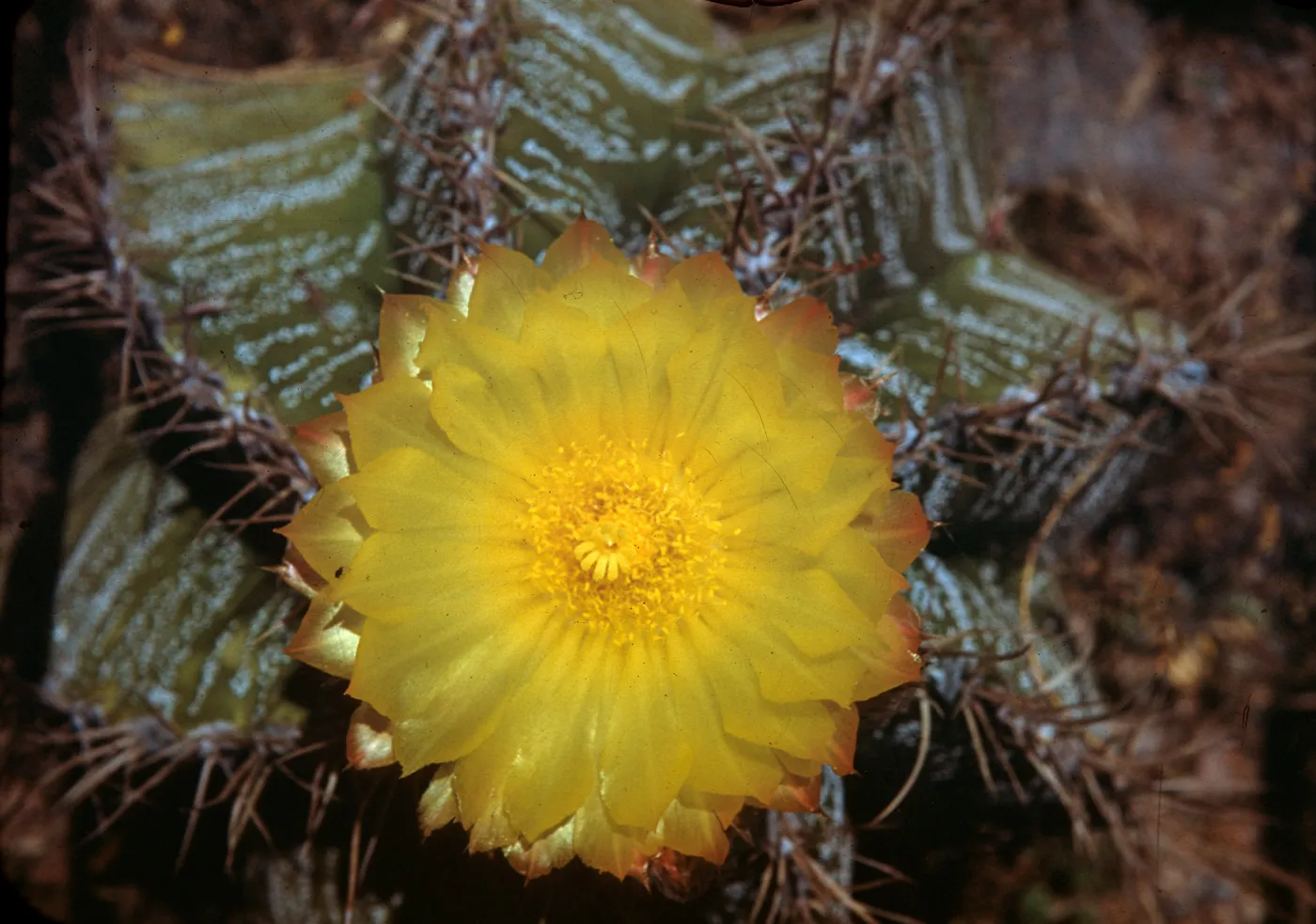 Astrophytum ornatum, Star Cactus, Mexico