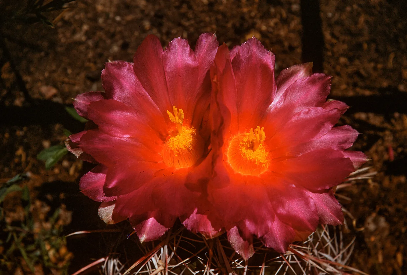 Thelocactus potsii, Mexico