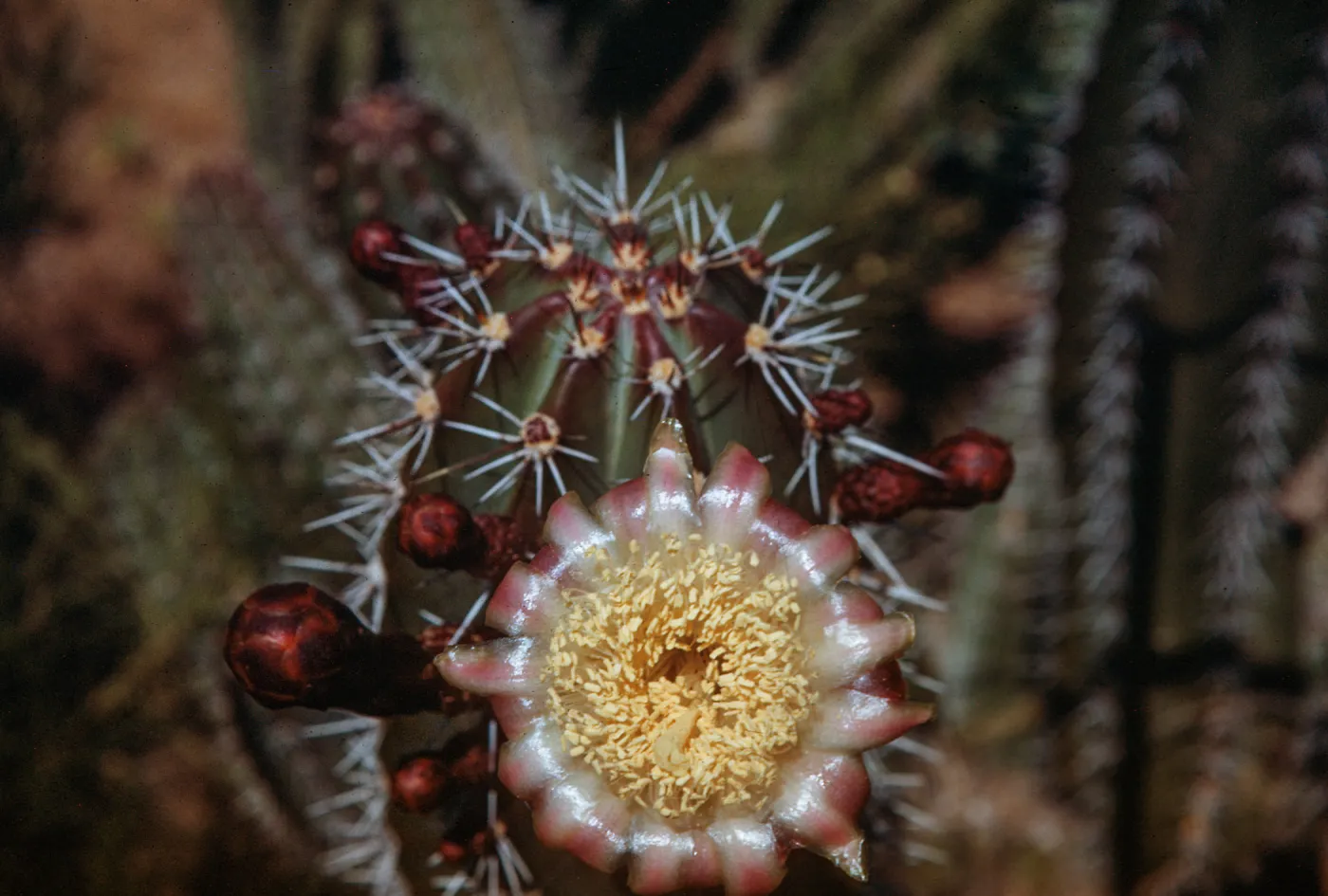 Lemaierocreus pruinosus, Central Mexico, Desert Botanic Garden, Phoenix, Arizona