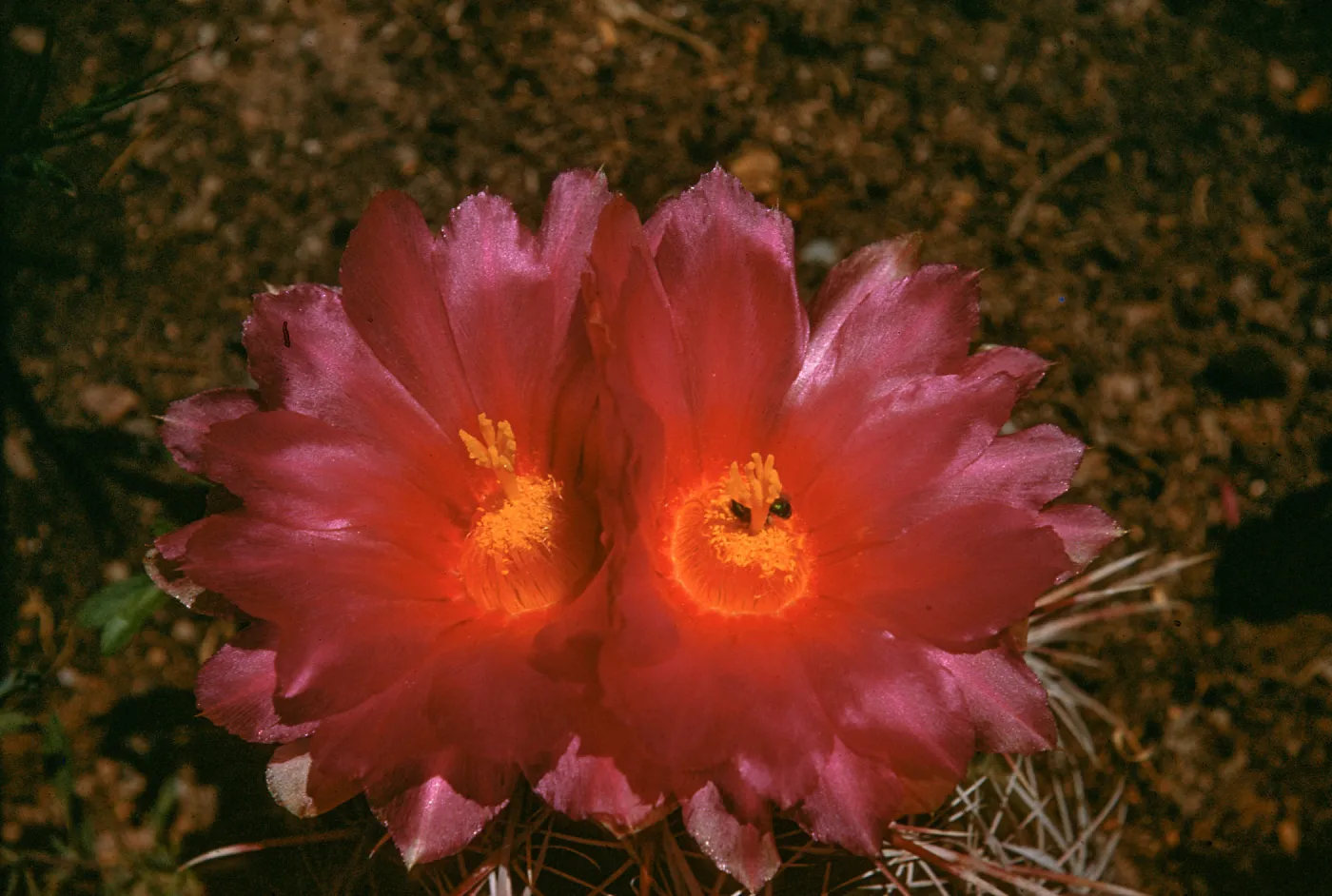 Thelocactus potsii, Mexico