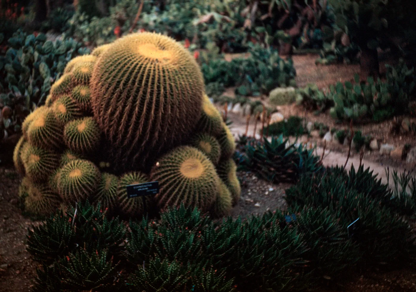 Echinocactus grusonie, Golden Barrel Cactus, Huntington Botanic Garden, San Marino, Los Angeles County