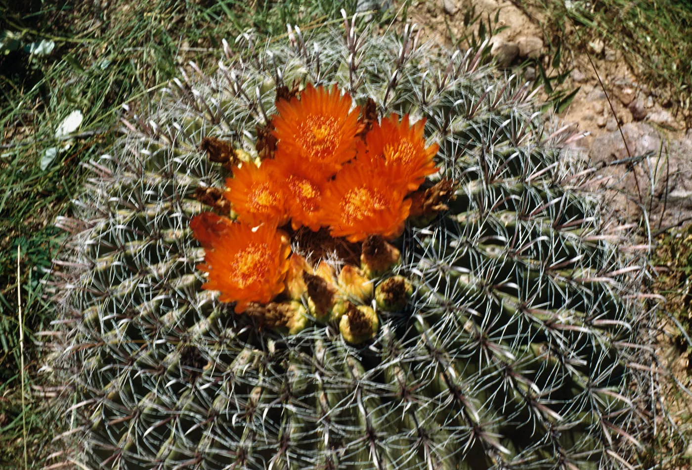 Ferocactus wisliziensis, Arivaca, Pima County, Arizona