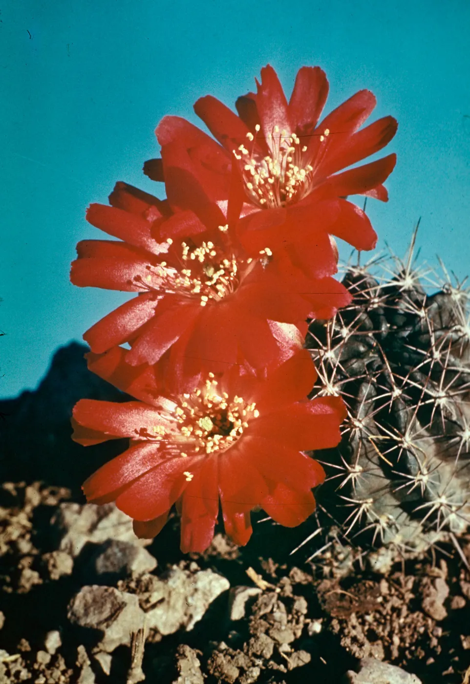 Cob Cactus, smallest Barrel Cactus