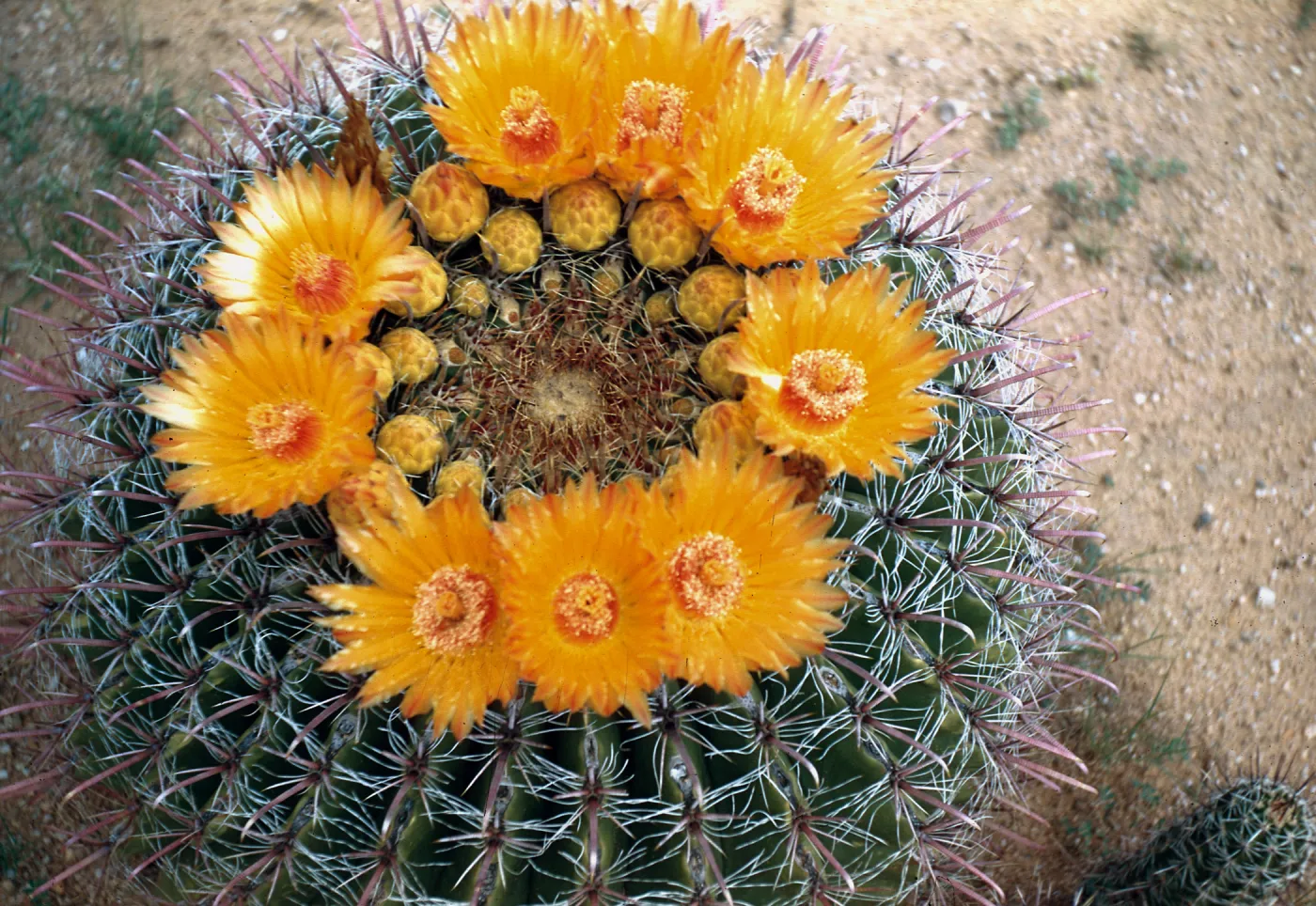Ferocactus wislizeni, Oracle Junction, Arizona