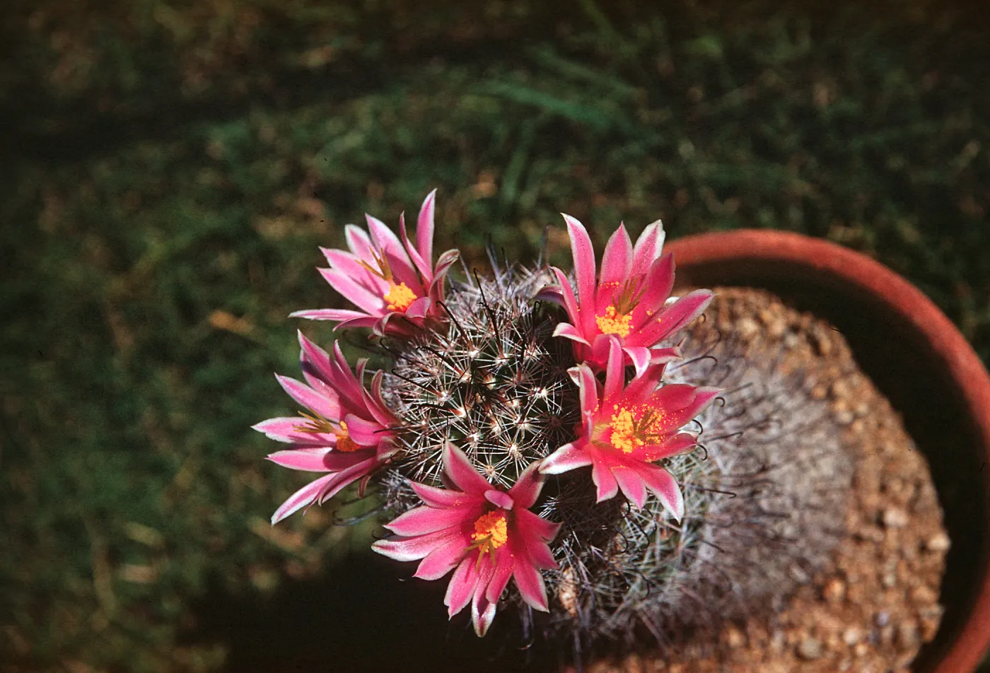 Mammilaria microcarpa, Paradise Valley, Arizona