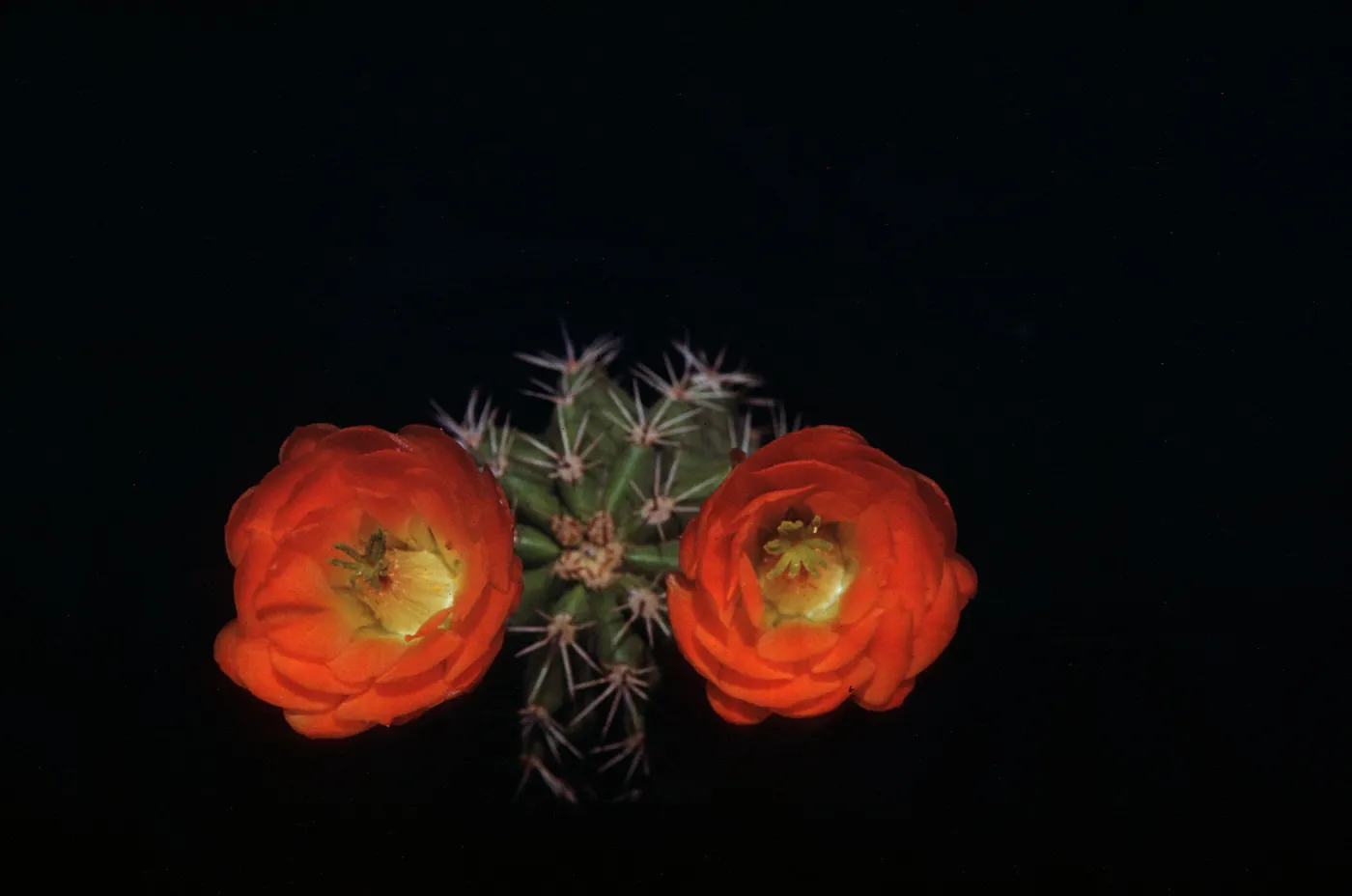Echinocereus triglochidiatus var rosei, New Mexico