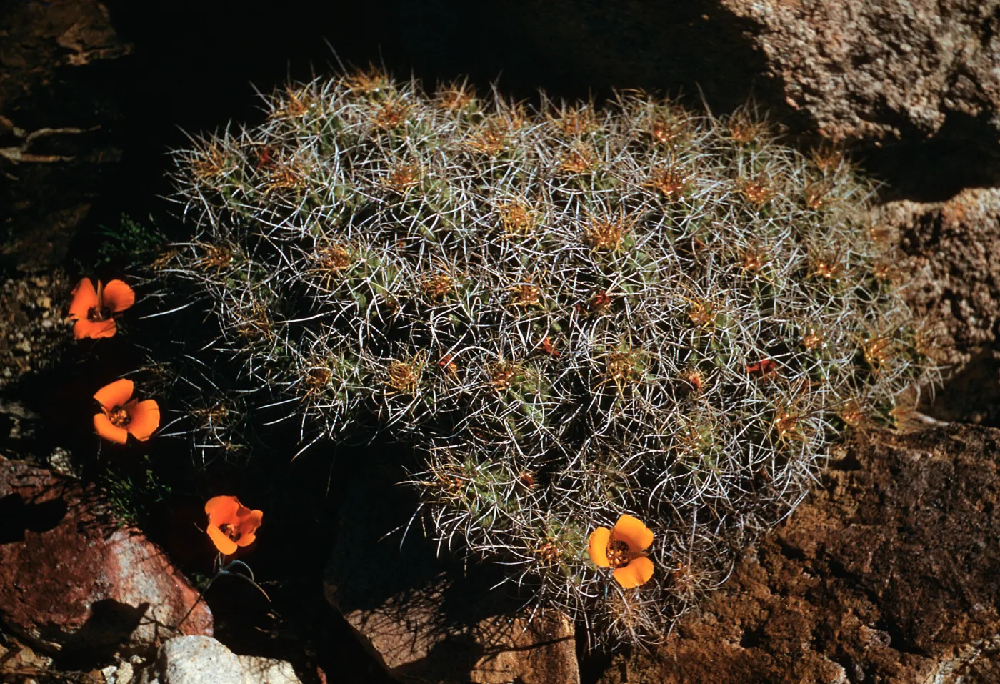 Echinocereus triglochidiatus var mojavensis, Providence Mountains, California