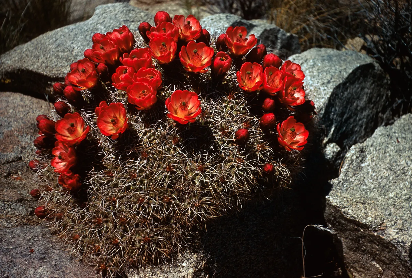 Echinocereus mojavensis, Gold Valley, Providence Mountains, California