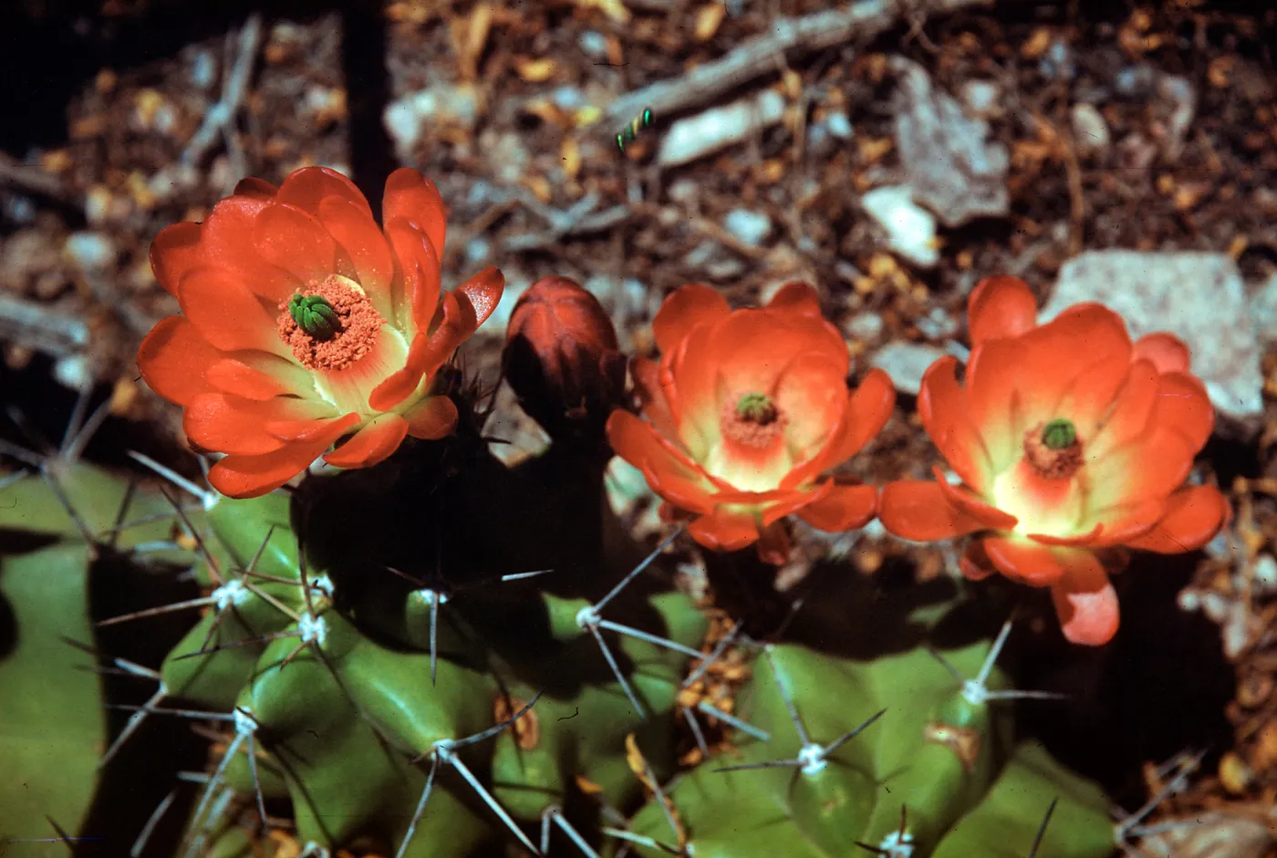 Echinocereus triglochidiatus, at Desert Botanic Garden, Organ Mountains, New Mexico