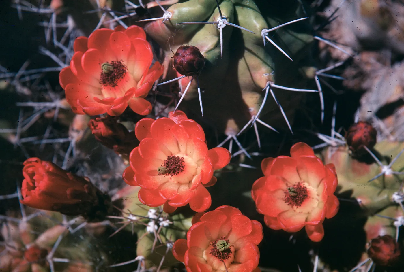 Echinocereus triglochidiatus, at Desert Botanic Garden, Organ Mountains, New Mexico
