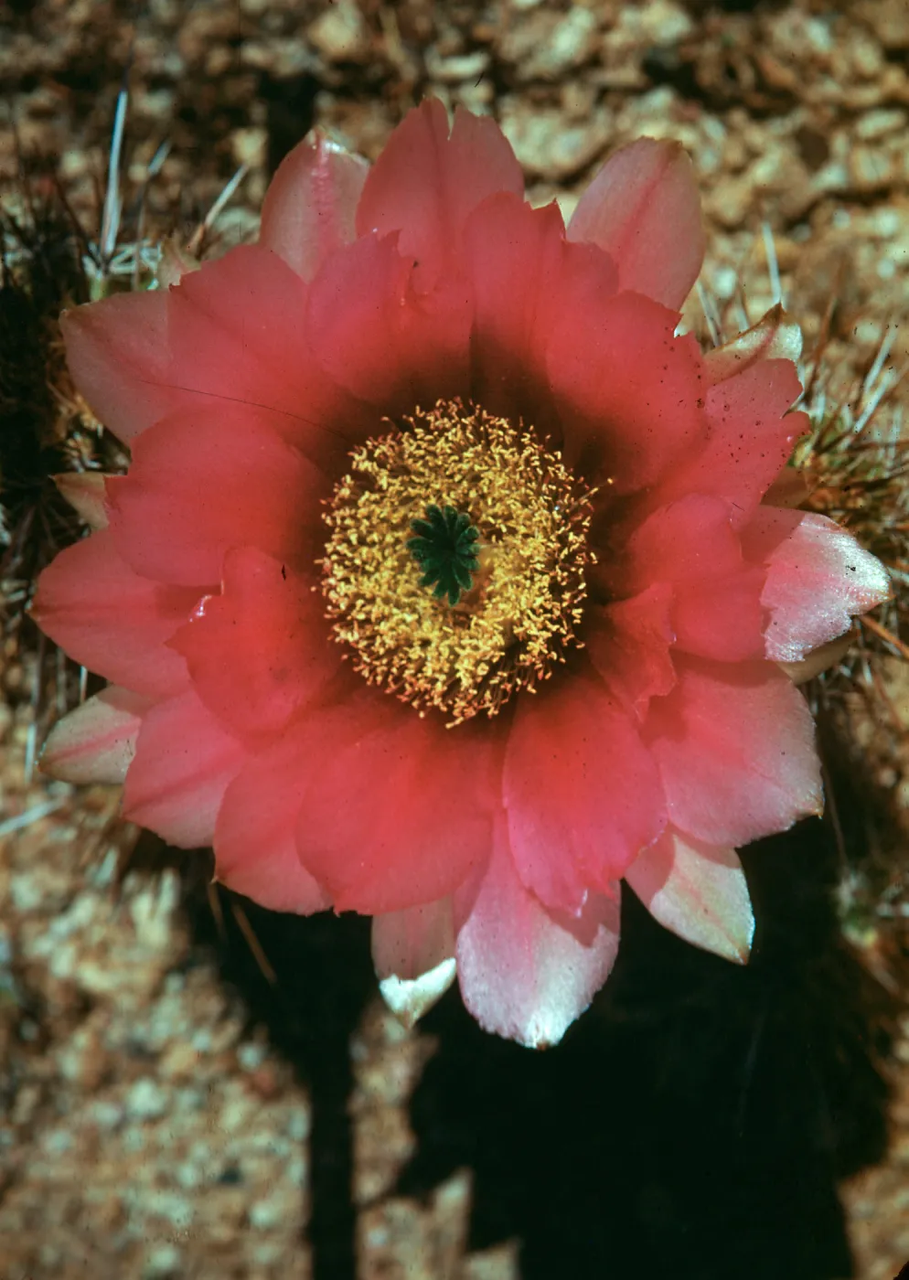 Echinocereus fendleri var boyce-thompsoni, Cordes, Yavapai County, Arizona