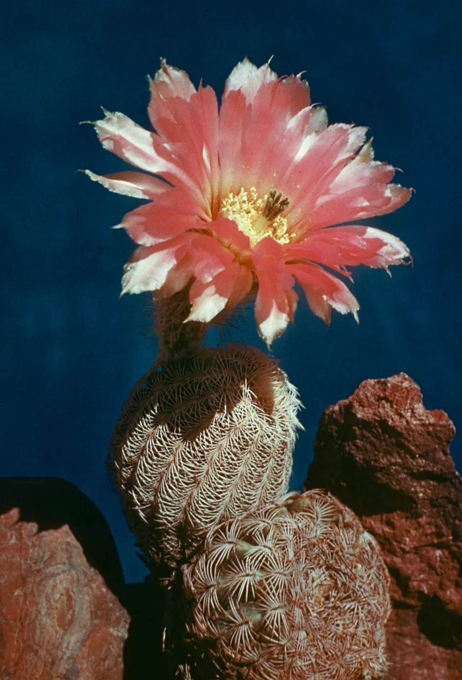 Lace cactus