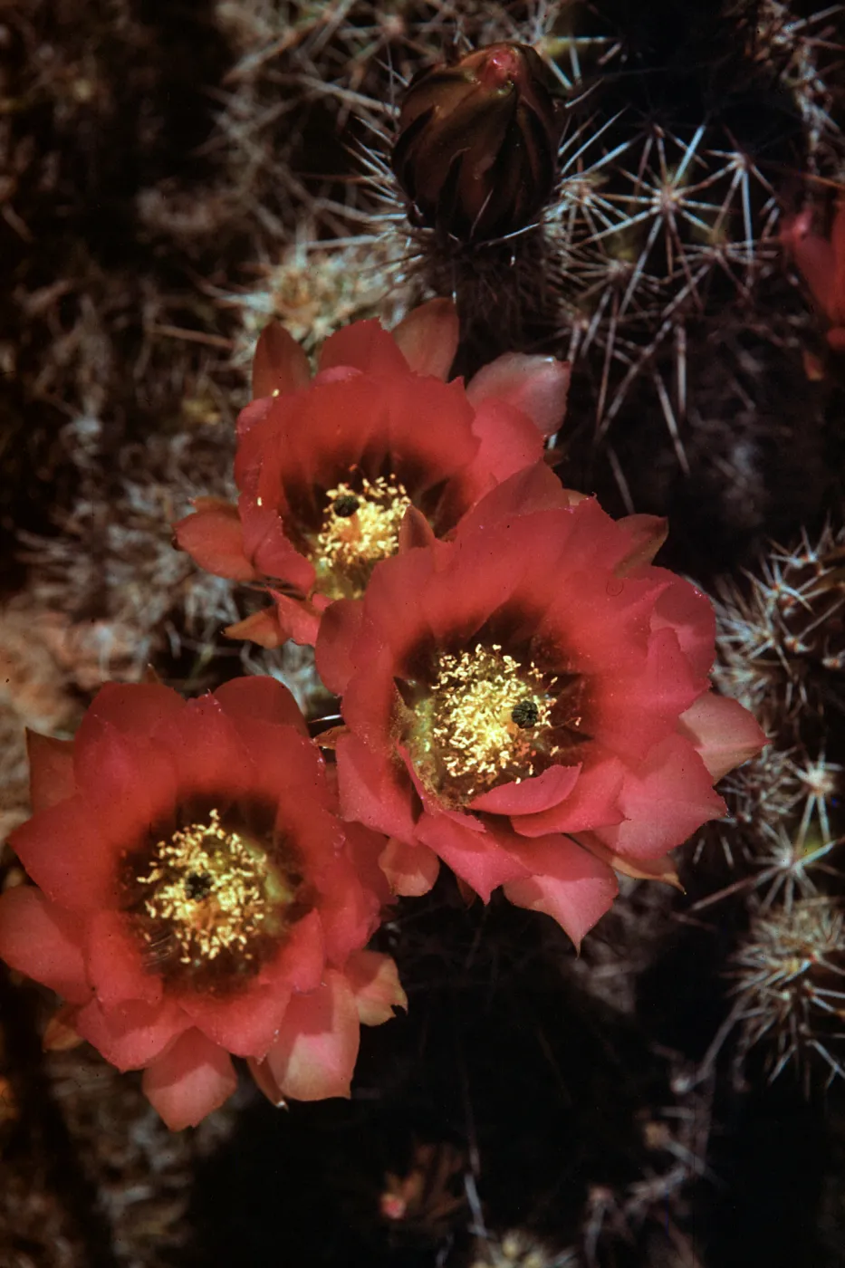 Echinocereus fendleri var boyce-thompsoni