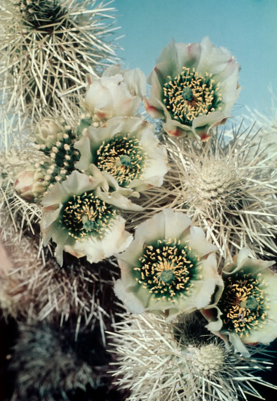 Opuntia biglovii, Silver Cholla, Jumping Cholla