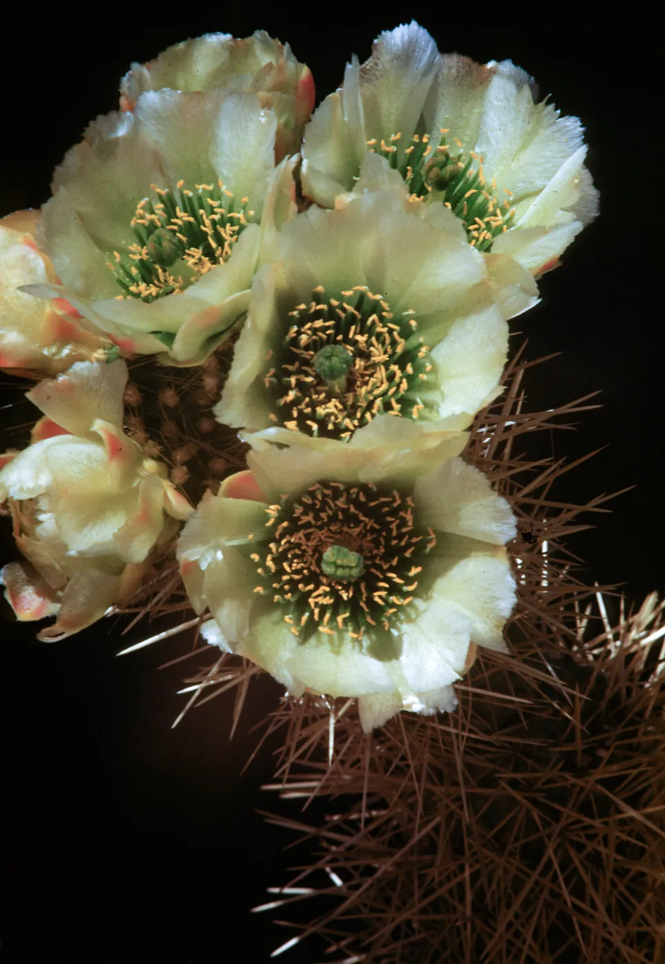 Opuntia biglovii, Jumping Cholla