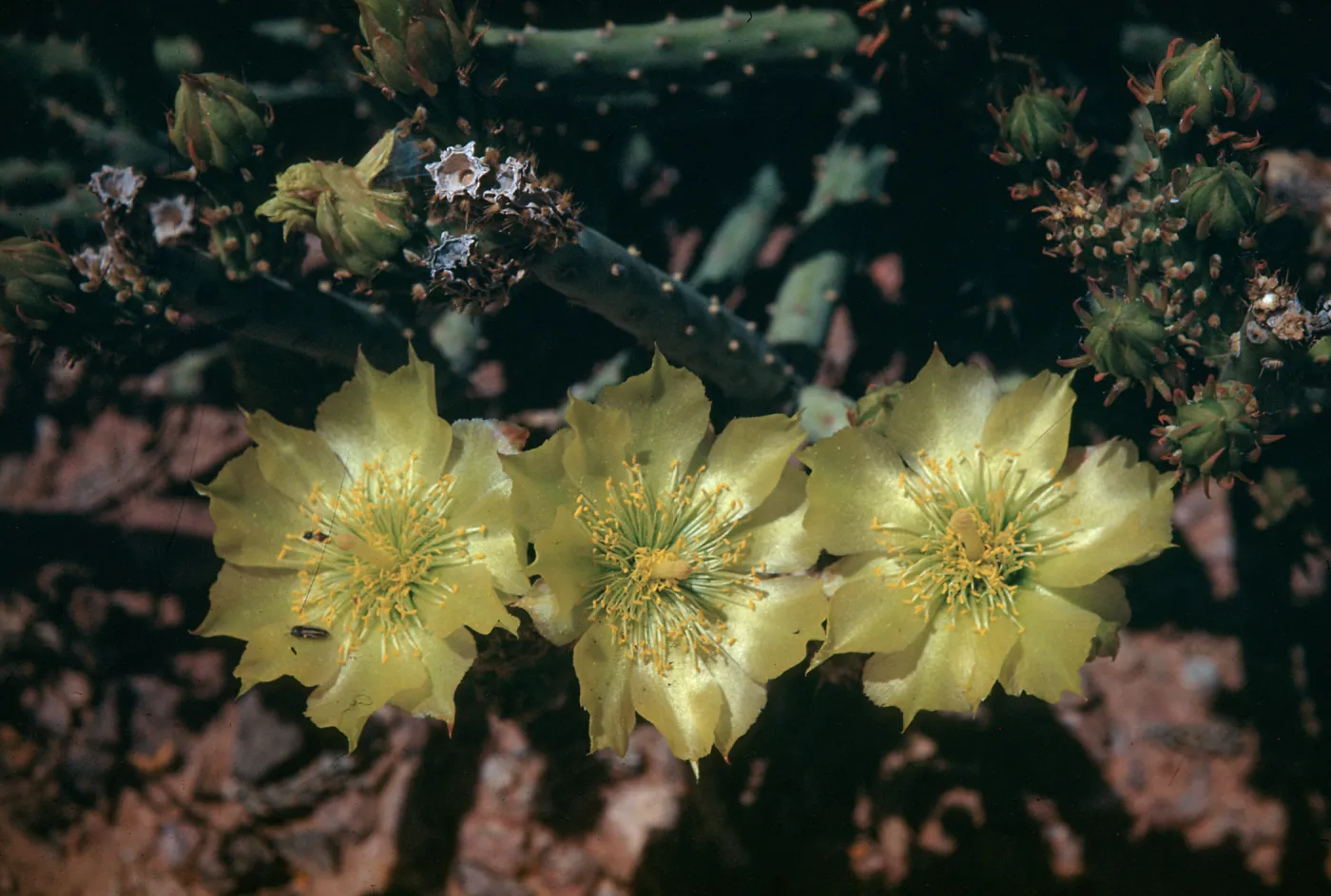 Opuntia tesata, Desert Botanic Garden, Baja California, Mexico