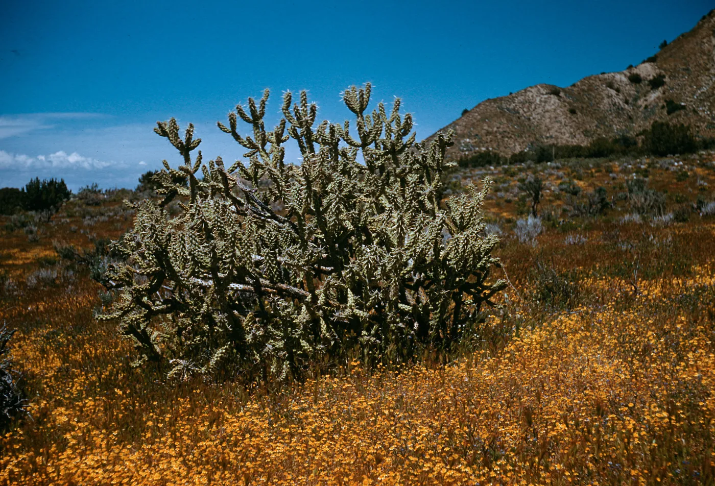 Opuntia parryi, Cuyama River, California