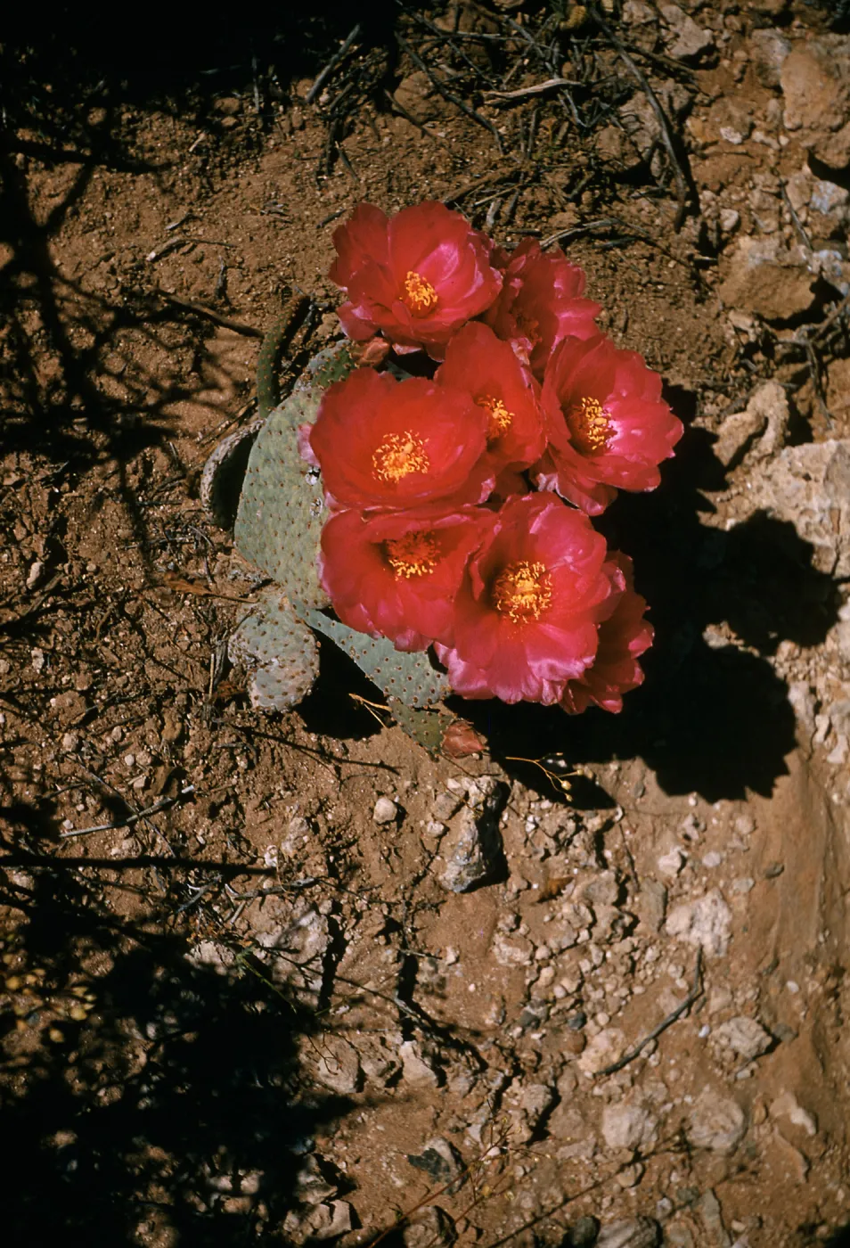 Opuntia basilaris, Beaver Tail, Kingston Mountains, Mojave Desert, California
