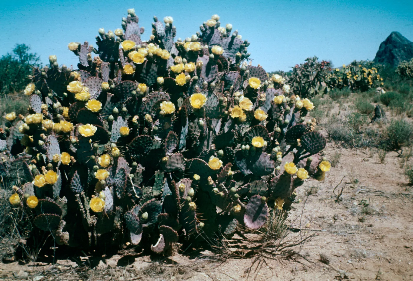 Purple Prickly Pear